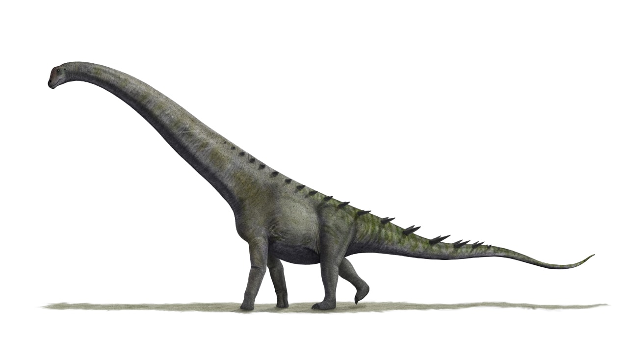 Futalognkosaurus dukei