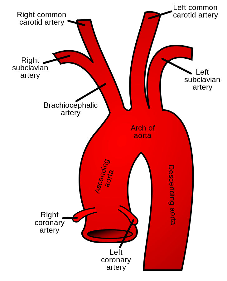 Arteria subclavia