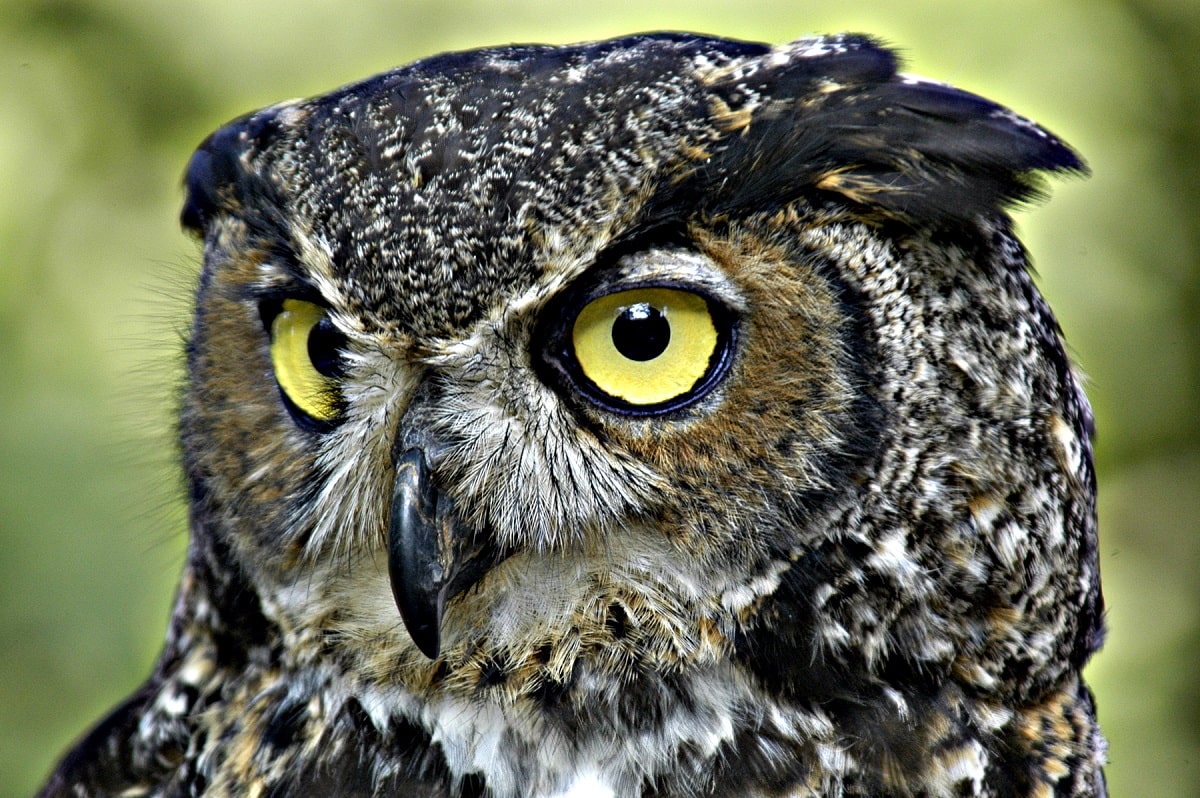 Top 7 biggest owl in the world 2022