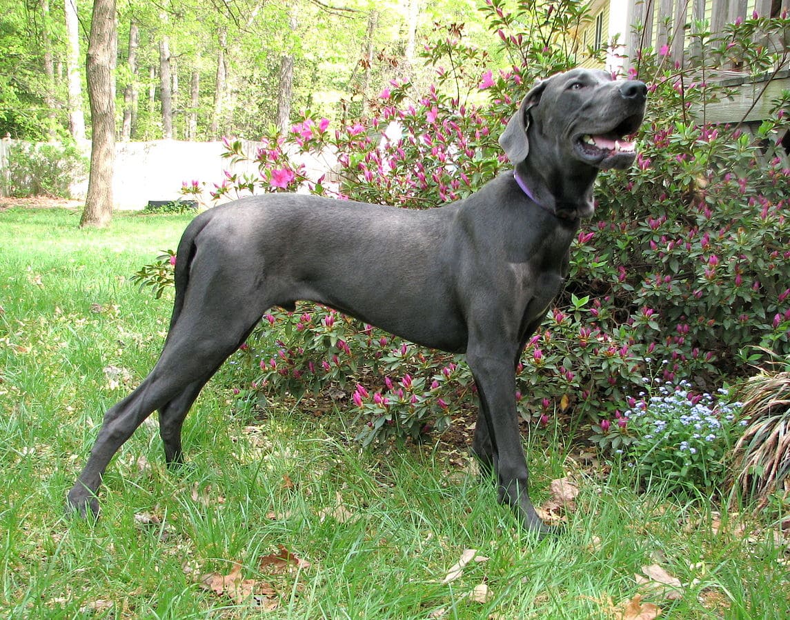 Great Dane