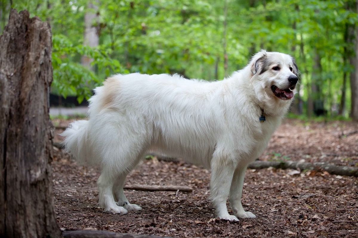 largest dog breed in the world