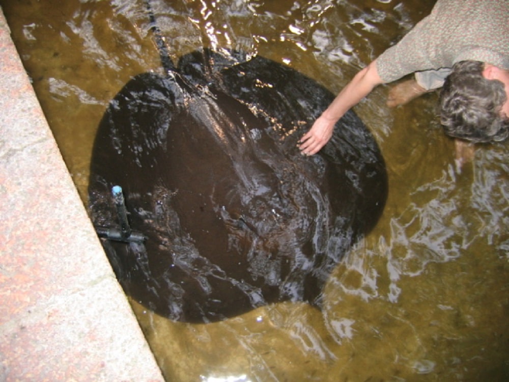 Raya gigante de agua dulce - (Himantura chaophraya)