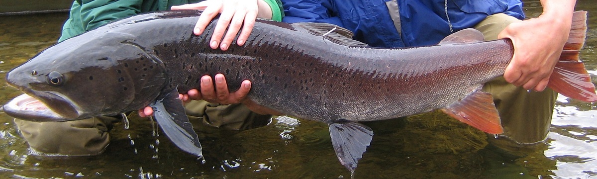 giant freshwater fish species