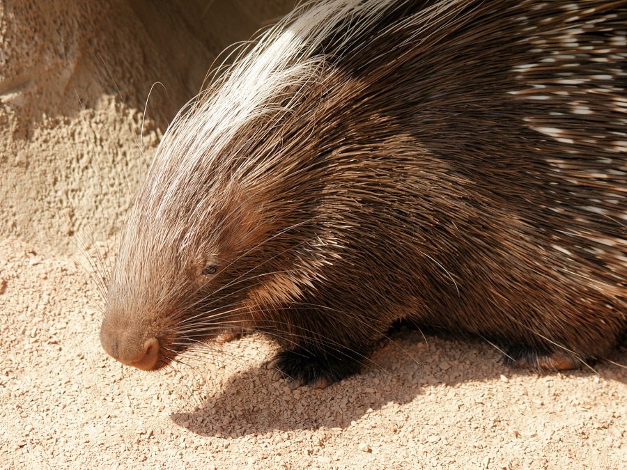 Cape Porcupine - (Hystrix africaeaustralis)