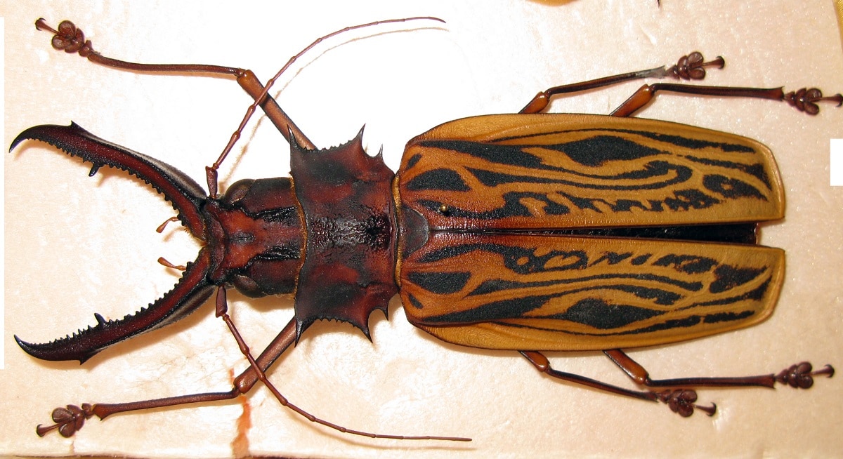 Sabertooth Longhorn Beetle 