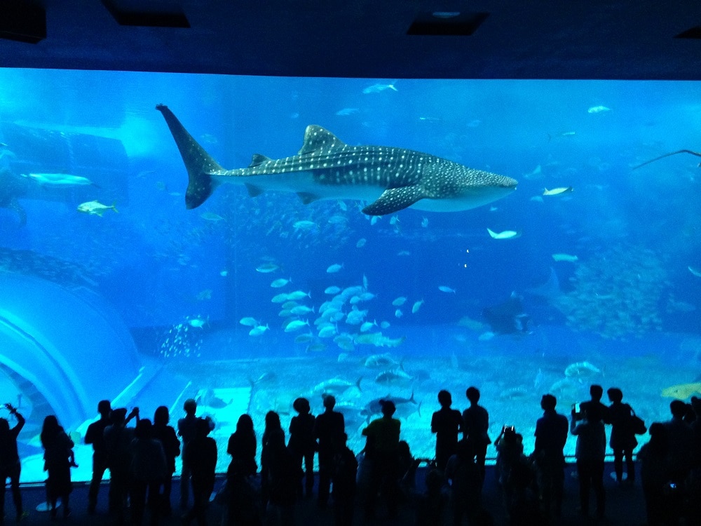 Okinawa Churaumi Aquarium