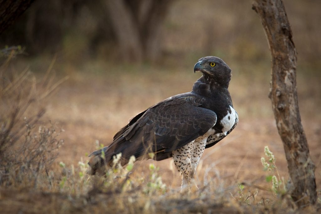 9 Largest Eagles in the World - Largest.org