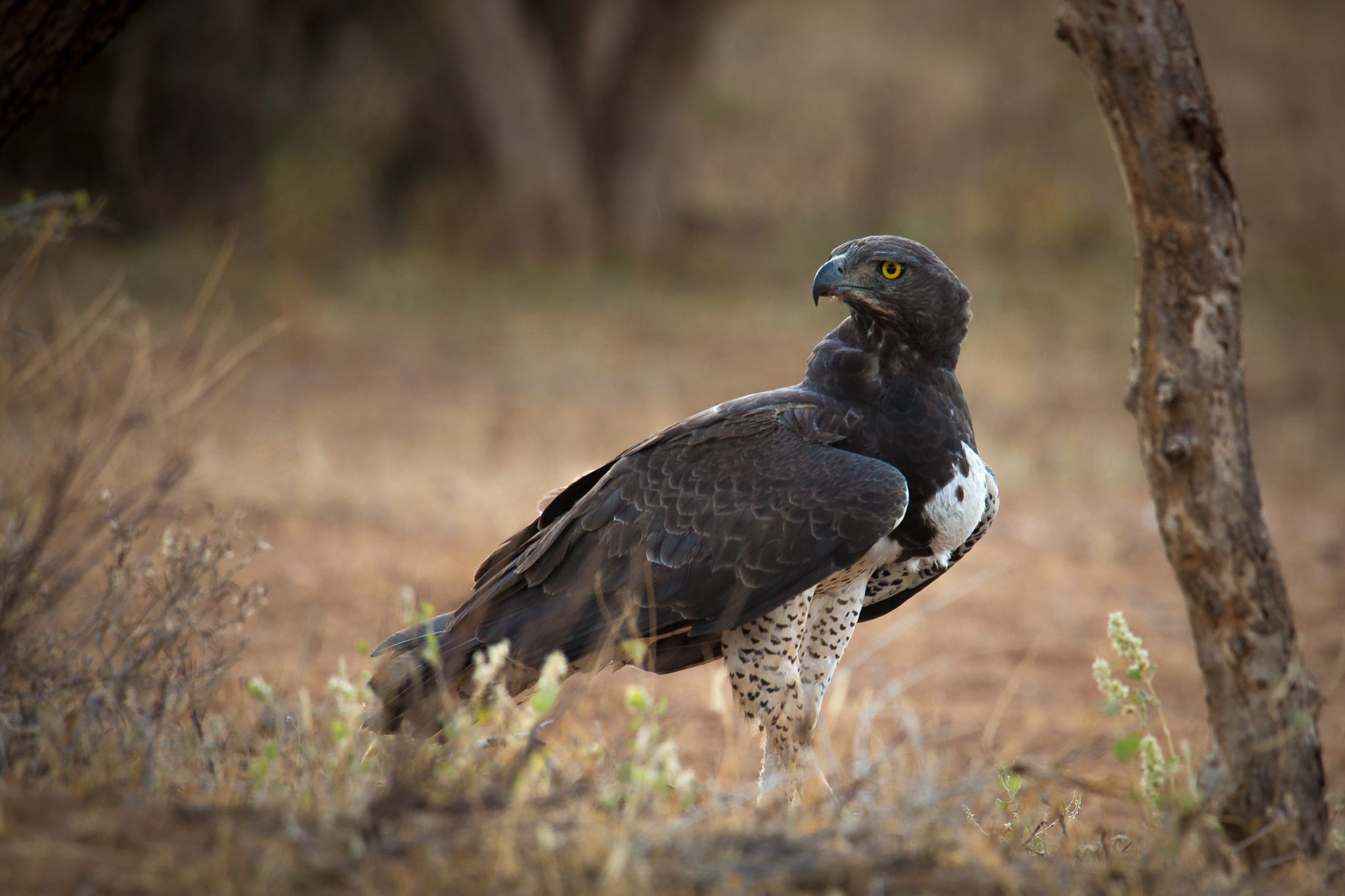 African Martial Eagle