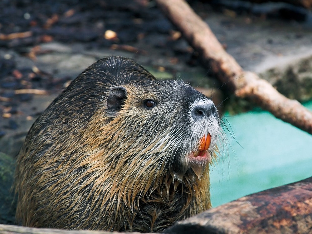 Nutria - (Myocastor coypus)