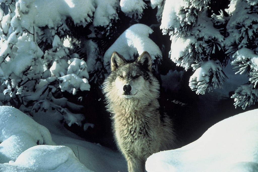 Great Plains Wolf - (Canis lupus nubilus)