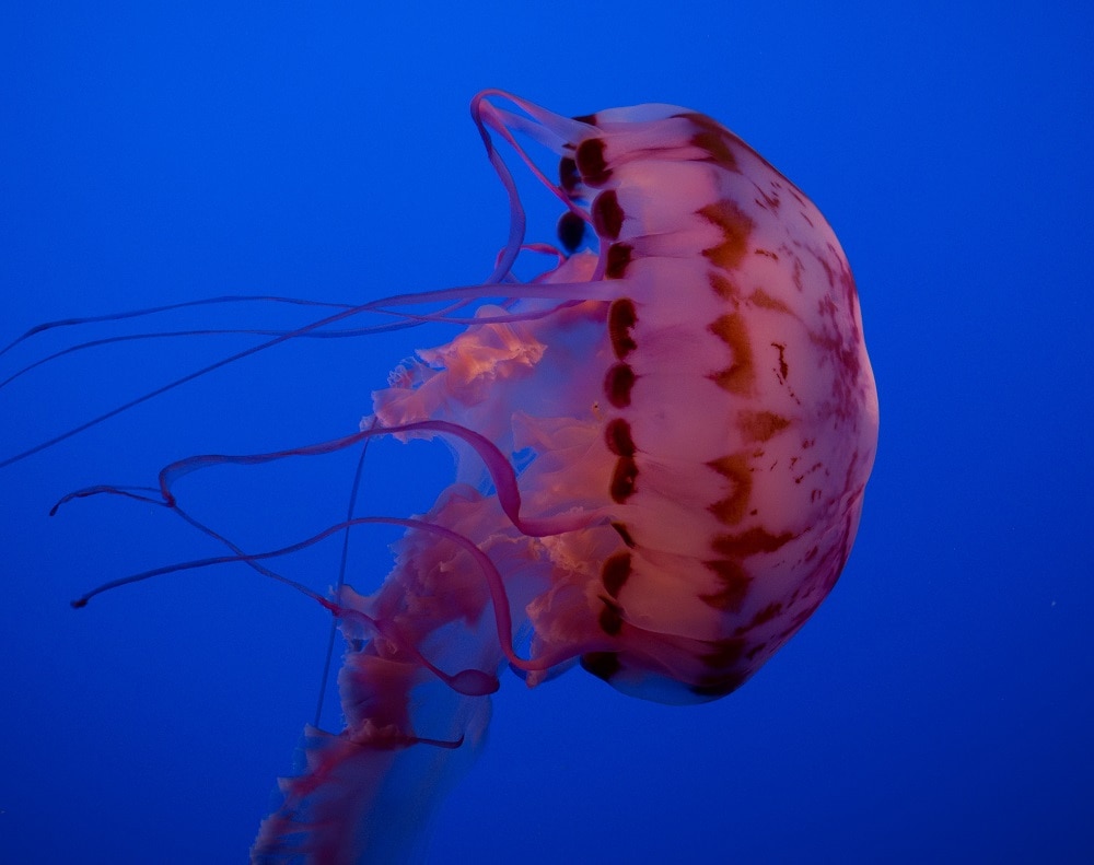 Purple Striped Jelly