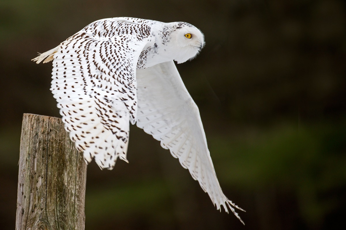 Snowy Owl 