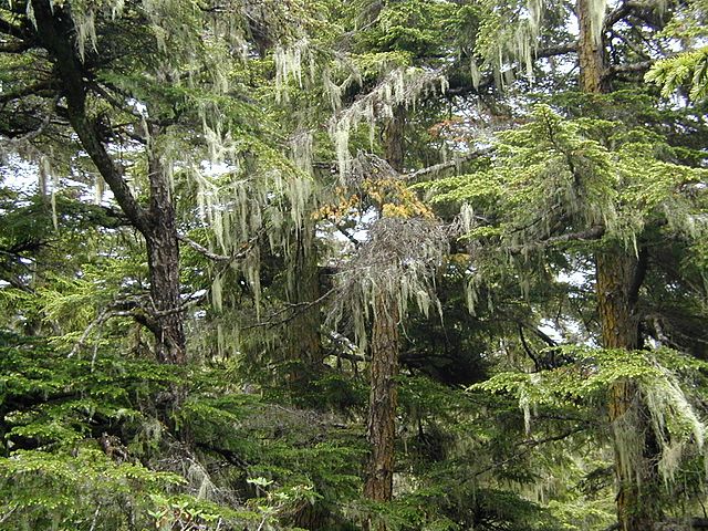 Tongass