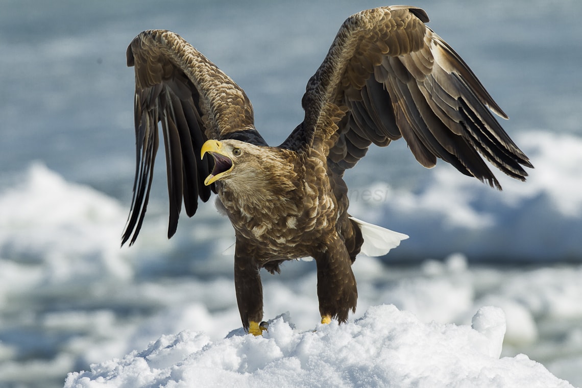 White-tailed Sea Eagle