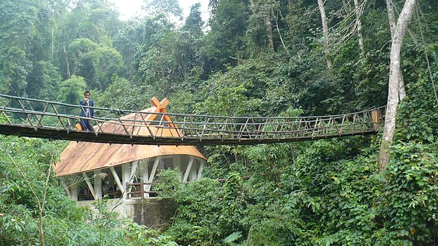 Rainforest of Xishuangbanna