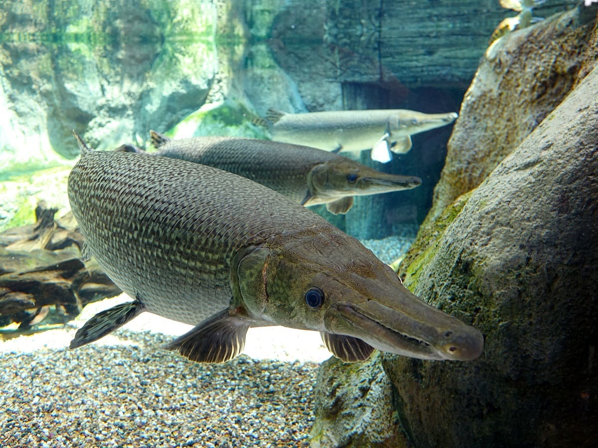 largest freshwater fish