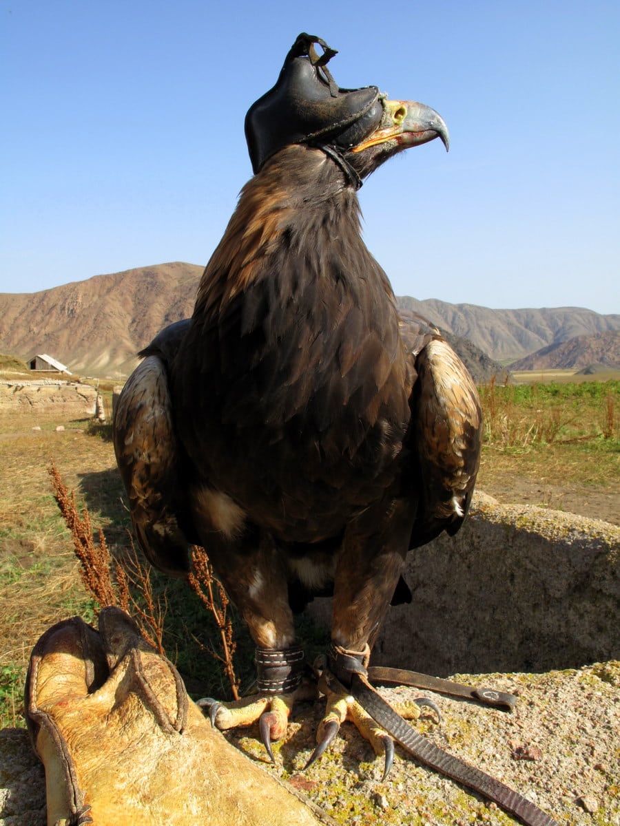Asian Golden Eagle
