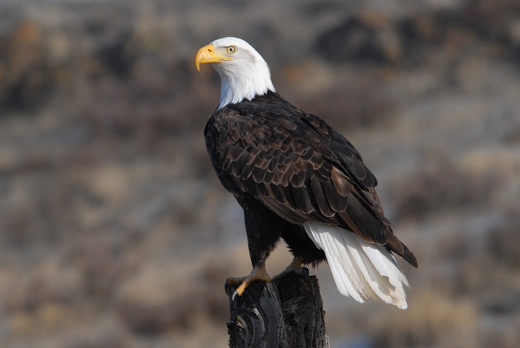 American Bald Eagle