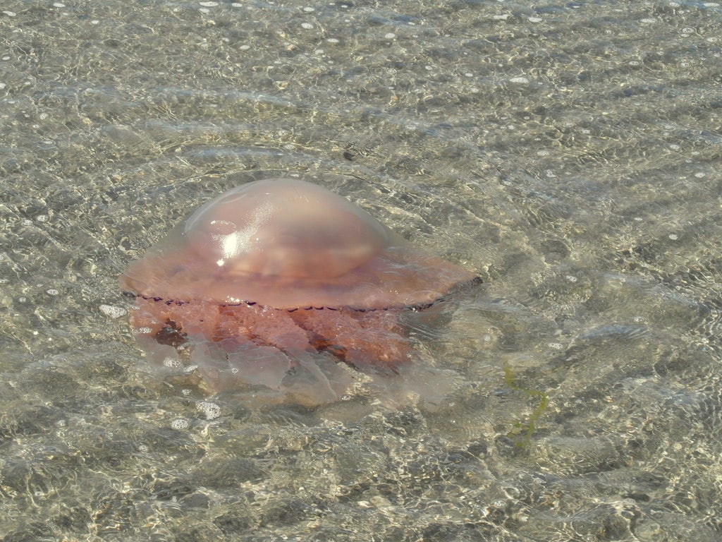 biggest jellyfish in the world