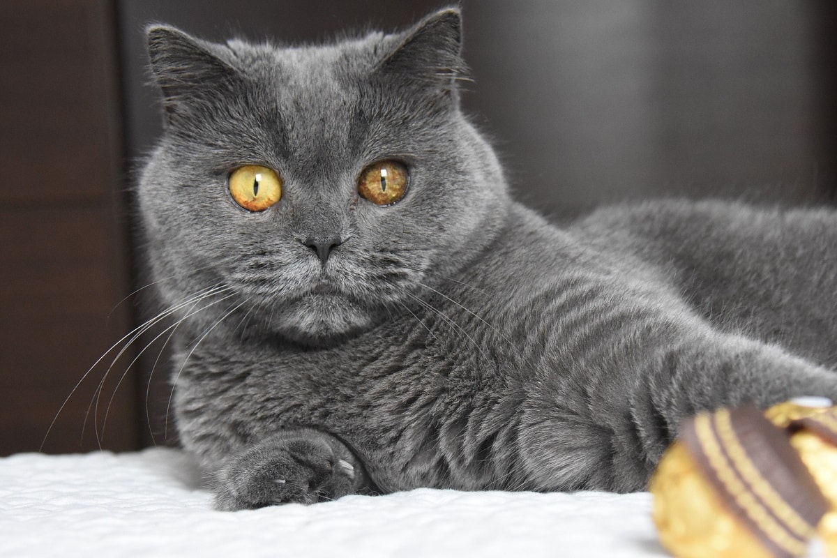 British Shorthair