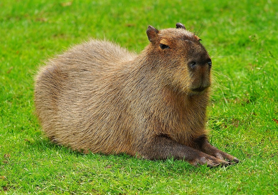 Capybara - (Hydrochoerus hydrochaeris)