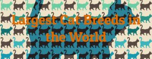 10 Largest Cat Breeds In The World - Largest.org