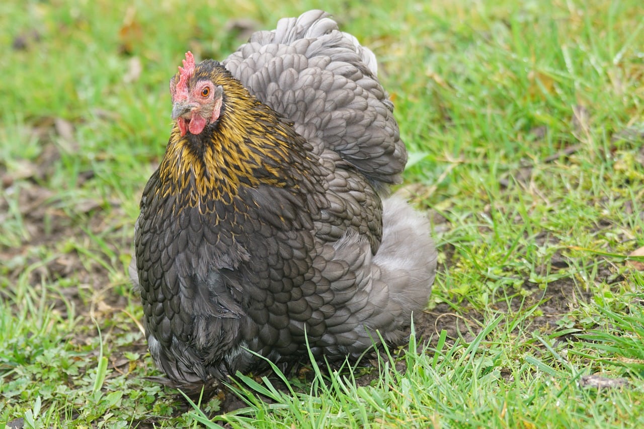 360 Farm and Pet: About the Black Jersey Giant, Leghorn, Wyandotte, Maran,  Brabanter, & Brahma Chicken Breeds