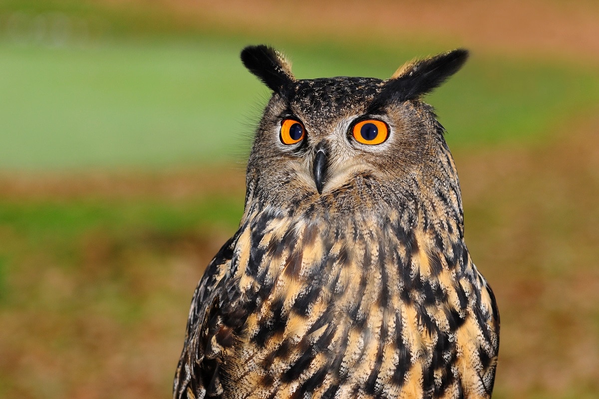 Eurasian Eagle Owl - (Bubo bubo)