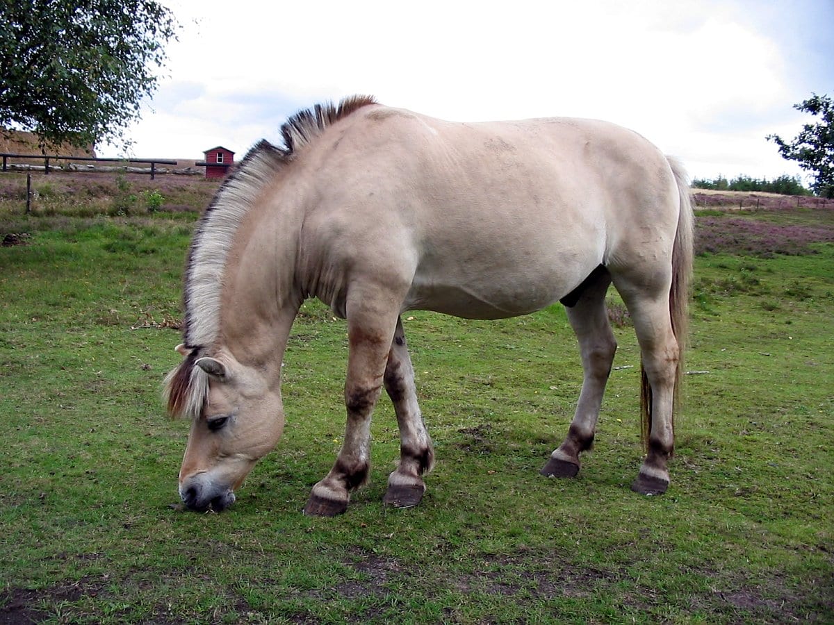 worlds strongest horse