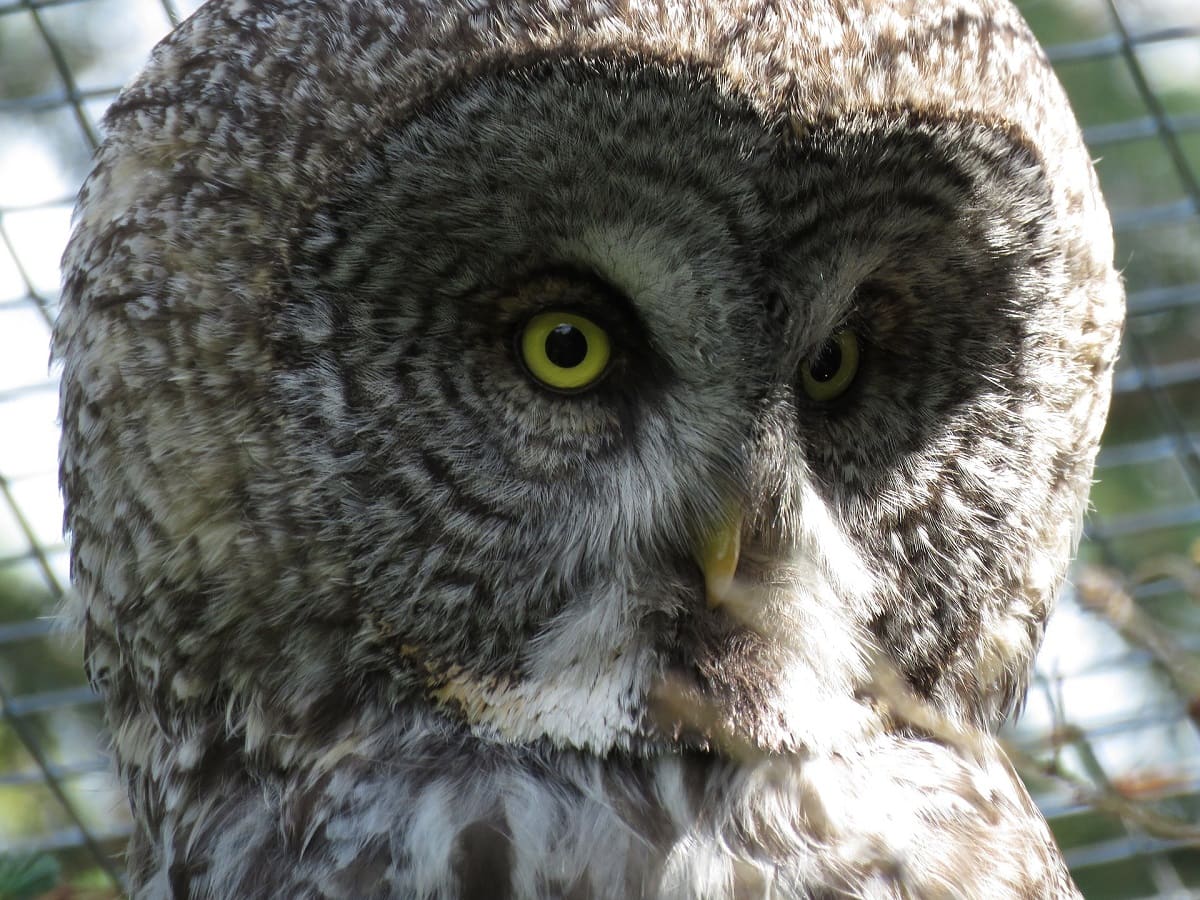 Great Grey Owl - (Strix nebulosa)