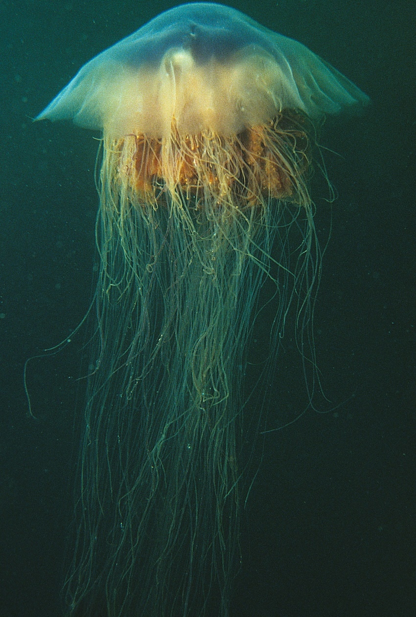 Lion’s Mane