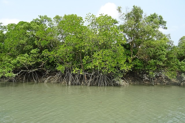 Sundarbans