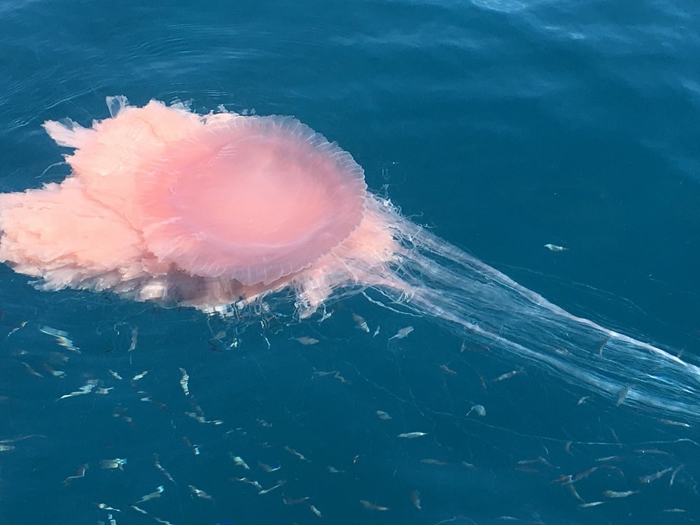 longest jellyfish tentacles