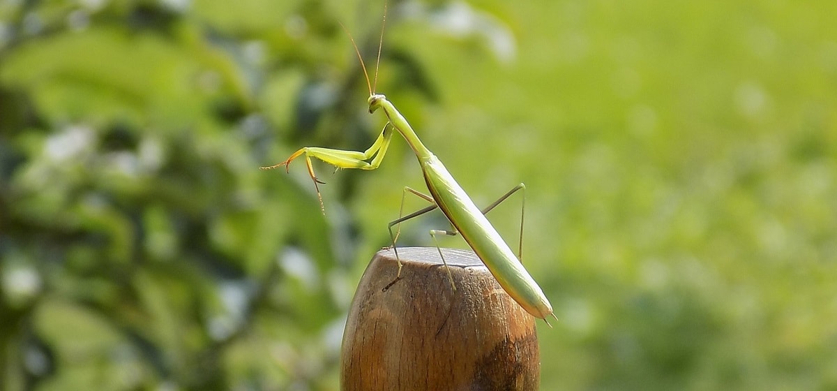 Praying Mantis - (Mantodea)