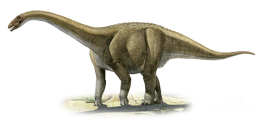 Rapetosaurus krausei