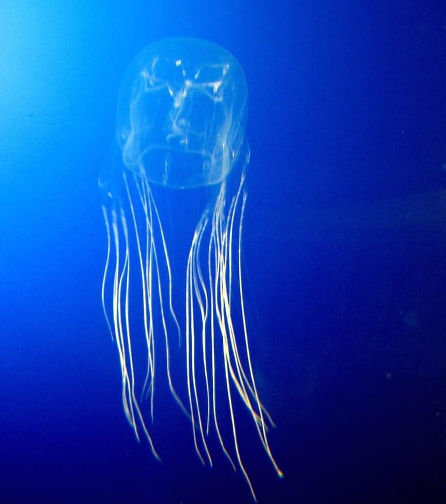 longest jellyfish tentacles