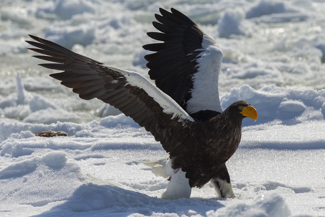 Steller’s Sea Eagle