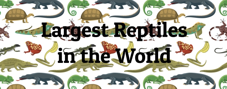 15 Largest Reptiles in the World