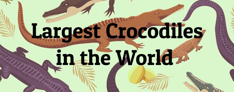 5 Largest Crocodiles in the World 