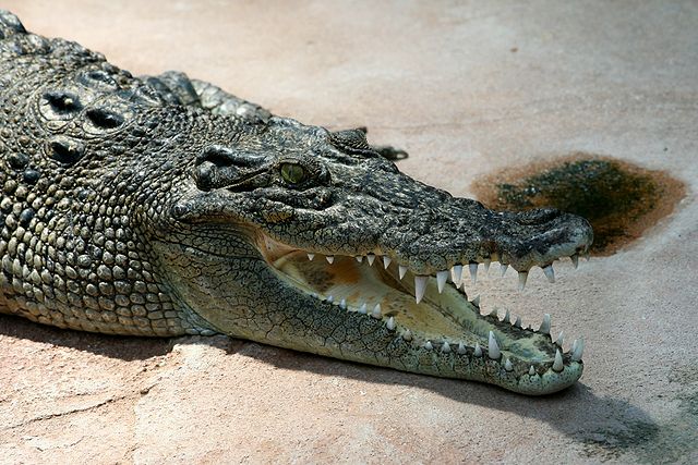 Cocodrilo de agua salada (cocodrilo de estuario) - (Crocodylus porosus)