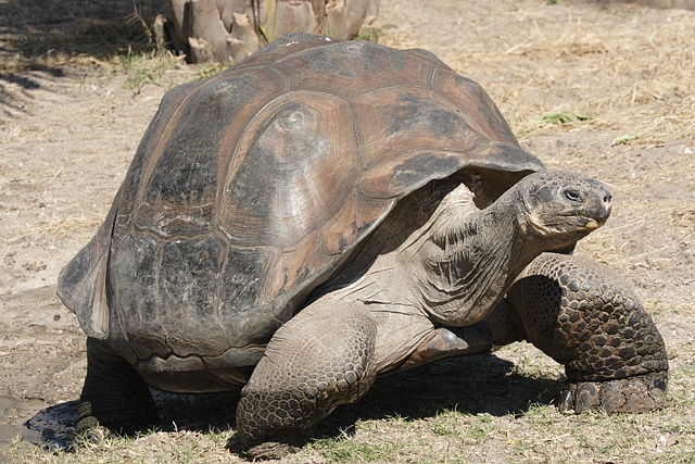 Galápagos Tortoise - (Chelonoidis nigra)