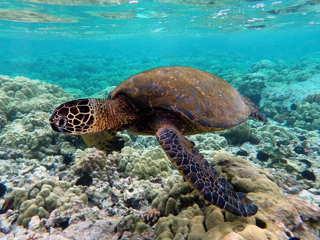 Green Sea Turtle - (Chelonia mydas)