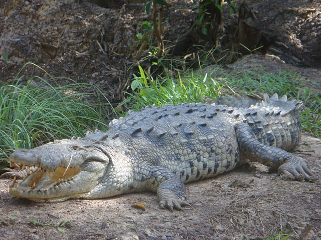 American Crocodile - (Crocodylus acutus)