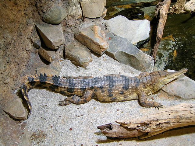 Slender-Snouted Crocodile - (Mecistops cataphractus)