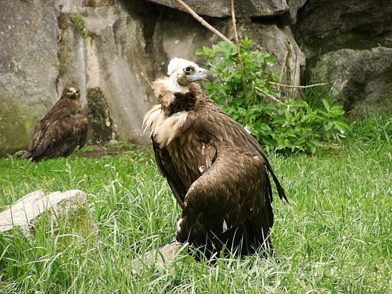 largest bird in the world flying