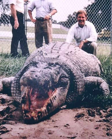 giant crocodile gustave captured