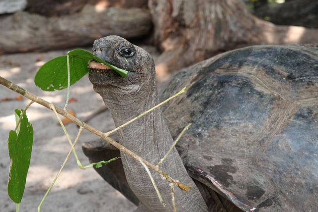 Aldabra Giant Tortoise - (Aldabrachelys gigantea) 