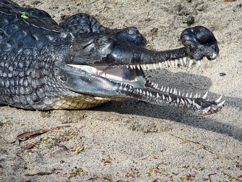 Gharial (Gavial) - (Scientific)