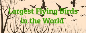 9 Largest Flying Birds in the World - Largest.org