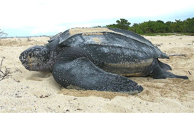 Leatherback Sea Turtle - (Dermochelys coriacea)